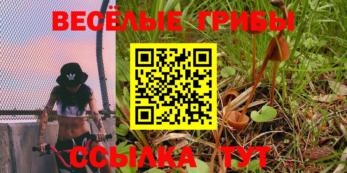 Галлюциногенные грибы Psilocybine cubensis Кемерово